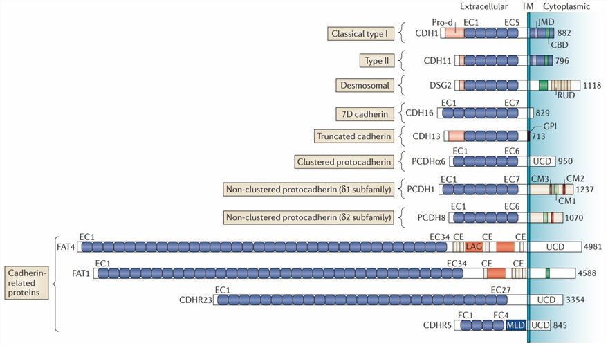 Schematic overview of representative members of the cadherin superfamily with involvement in cancer (van Roy, F. 2014)