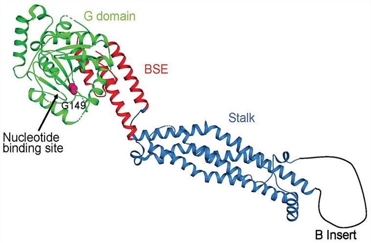 Crystal structure of DNM1L in ribbon representation (Wei, Y. F., et al. 2021)