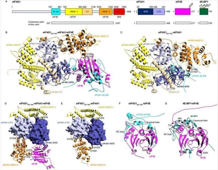 HEAT2 domain of eIF4G1 takes different conformations when eIF4G1 binds to eIF4E (Wu, S., et al. 2023)