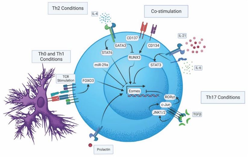 Regulatory pathways impacting Eomes expression in CD4 T cells. (Dhume, K., et al. 2022)