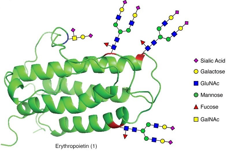 Structure of EPO. (Brailsford, J.A., et al. 2012)