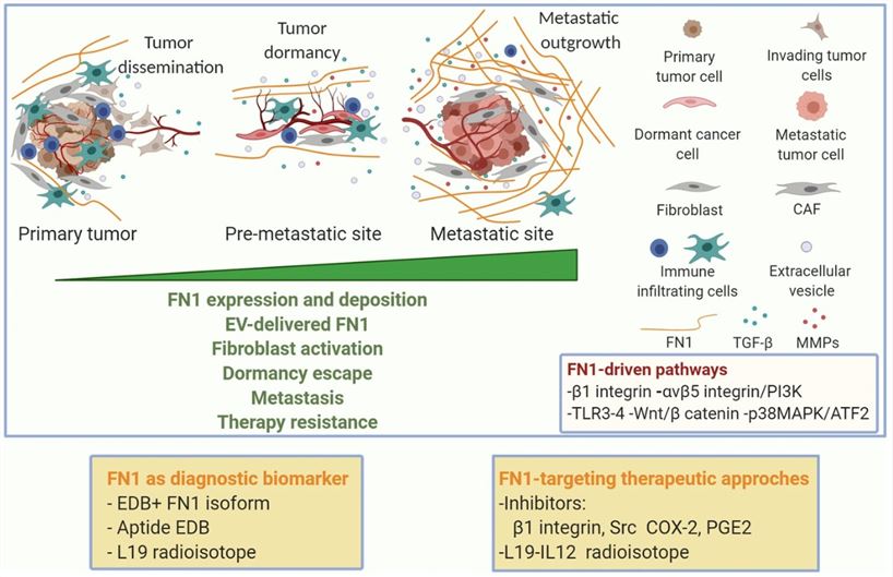 FN1 as player in metastatic process and as diagnostic and therapeutic target (Spada, S., et al. 2021)