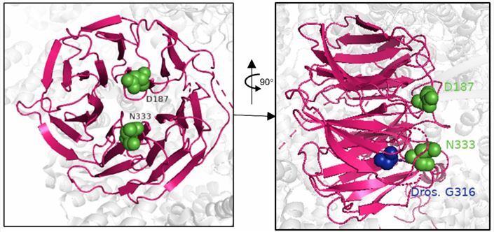 3D structural model FZR1 as part of the Cdh1-APC. (Manivannan, S.N., et al. 2022) 