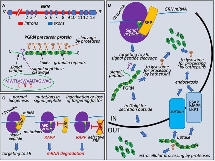 Granulin biogenesis, quality control at the ribosome during its synthesis, and molecular mechanism of FTLD associated with mutations in the signal peptide of the granulin precursor (Karamysheva, Z.N., et al. 2019)