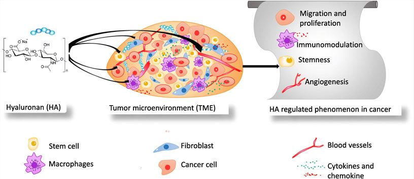 HA and Cancer (Bhattacharyya, M., et al. 2023)