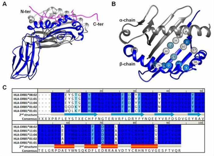 Basic structure of class II HLA. (Kongkaew, S., et al. 2019)