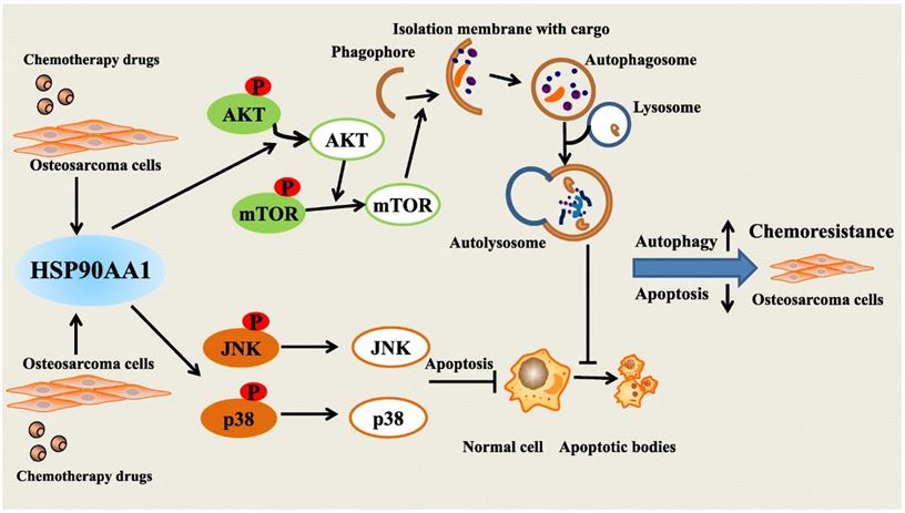 Proposed model of the mechanism of HSP90AA1 gene in osteosarcoma drug resistance (Xiao, X., et al. 2018)