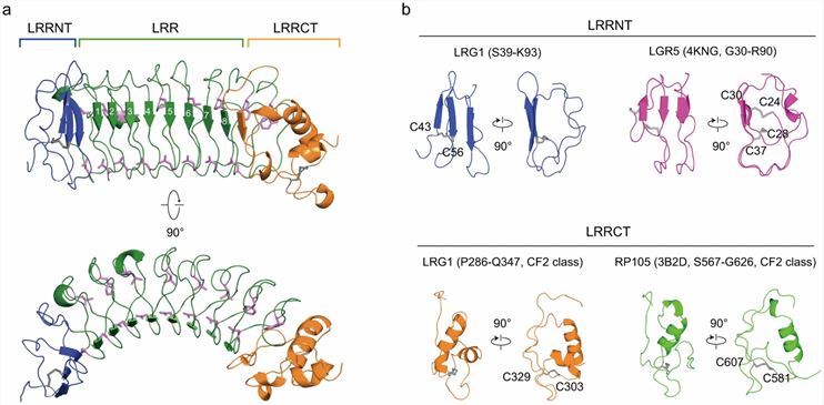 Structure of human LRG1 (Yang, J., et al. 2023)