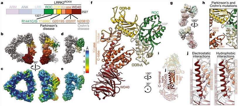 Cryo-EM structure of LRRK2RCKW (Deniston, C.K., et al. 2020)
