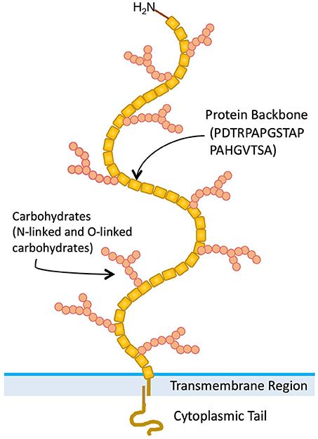 Structure of MUC1 mucin (Agrawal, B., et al. 2018)