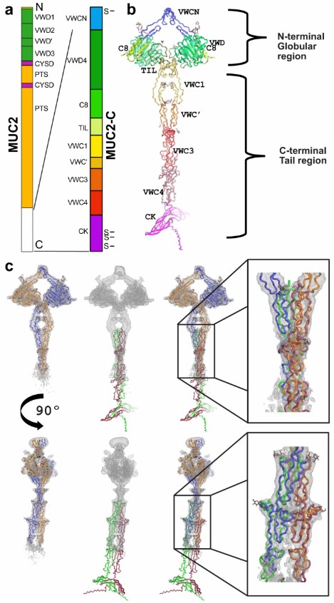 MUC2-C structural model (Gallego, P., et al. 2023)