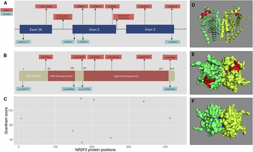 Structure of NR2F2 and the Encoded Protein. (Al Turki, S., et al. 2014)