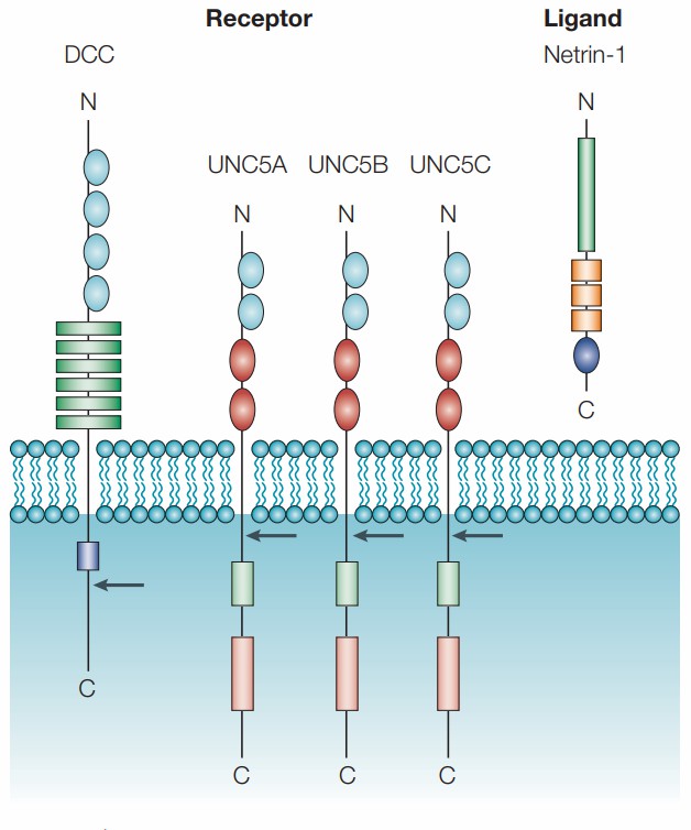 Structure of human netrin-1 and its receptors. (Arakawa, H. 2004)