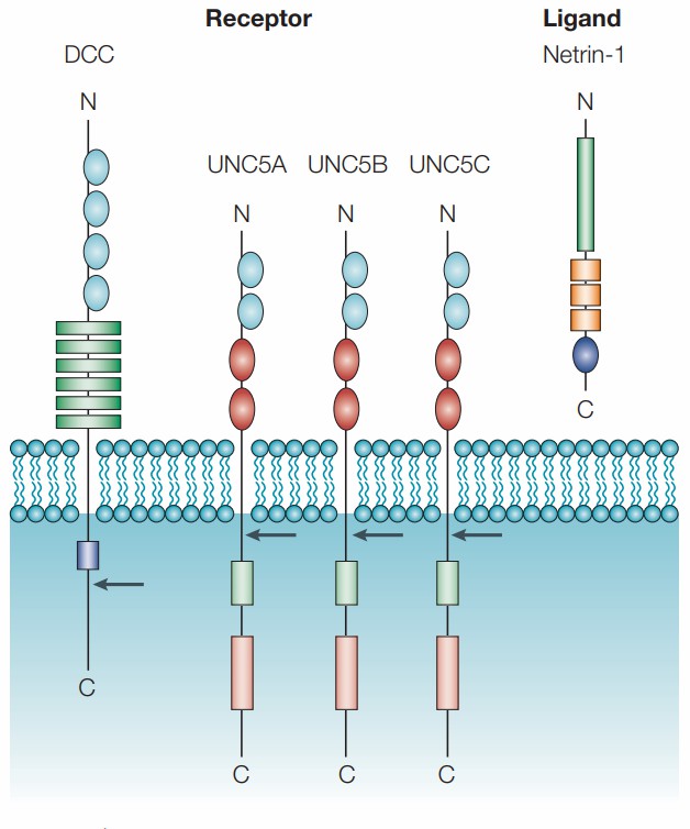 Structure of human netrin-1 and its receptors. (Arakawa, H. 2004)