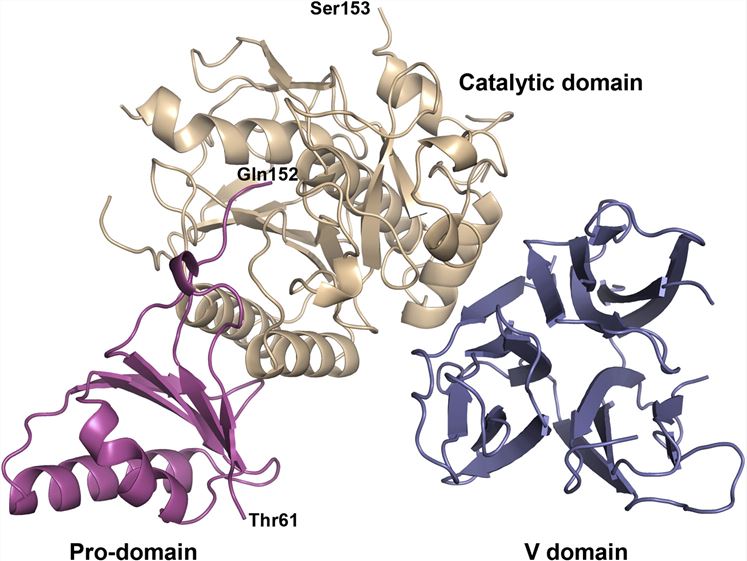 Overall Structure of the PCSK9 Protein (Piper, D.E., et al. 2007)