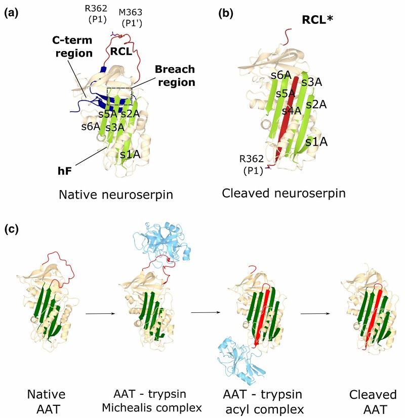 Neuroserpin structures and mechanism of inhibition (D'Acunto, E., et al. 2021)