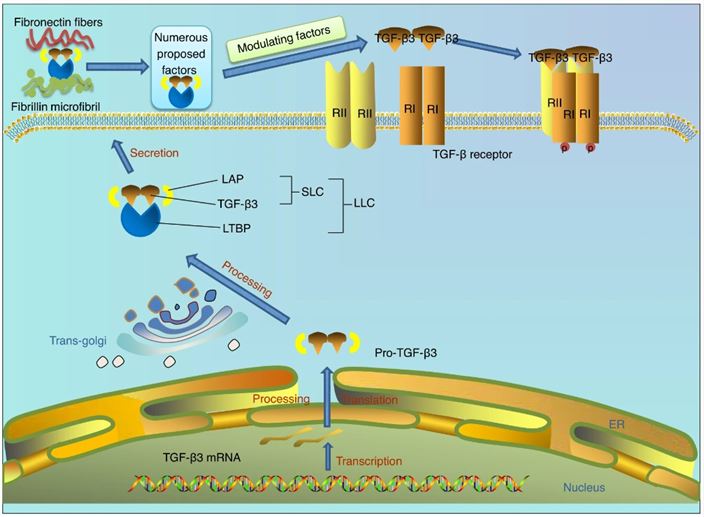 The synthesis, proteolytic processing, secretion and activation of TGF-β3. (Du, X., et al. 2023)