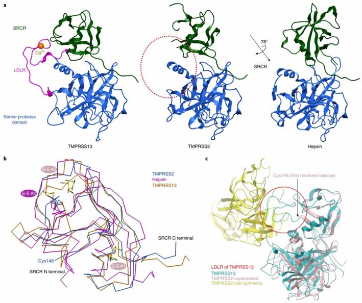 The stem domain of TMPRSS2 is structurally similar to TMPRSS13 (Fraser, B.J., et al. 2022)