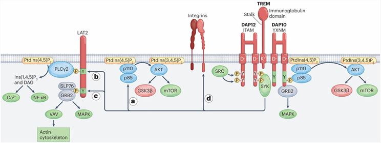 TREM activating signals through DAP12 and DAP10. (Colonna, M. 2023)