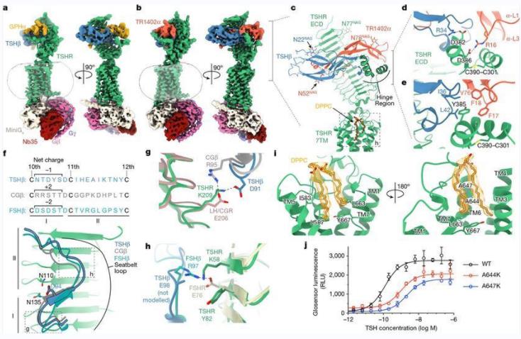 Cryo-EM structures of native human TSH and TR1402 bound to active TSHR complexed with heterotrimeric Gs. (Faust, B., et al. 2022)