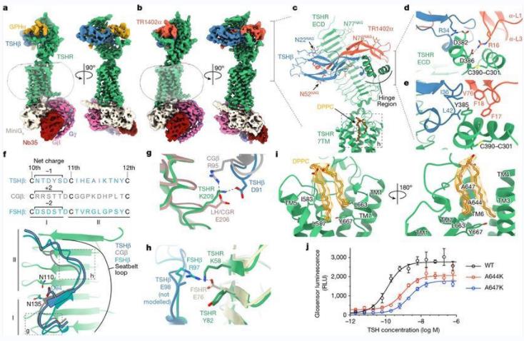 Cryo-EM structures of native human TSH and TR1402 bound to active TSHR complexed with heterotrimeric Gs. (Faust, B., et al. 2022)