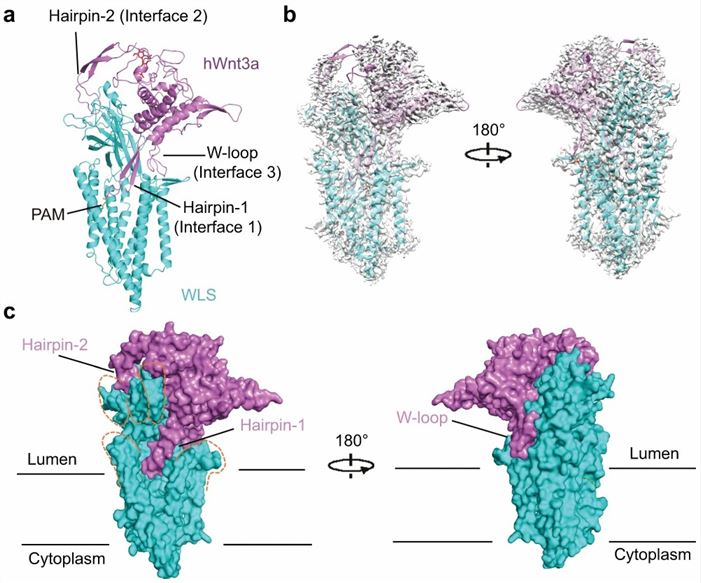 Cryo-EM structure of human WLS in complex with Wnt3a (Zhong, Q., et al. 2021)