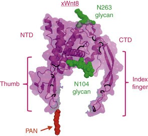 Wnt1 Protein