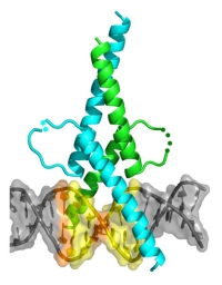 Structural Finding for Us to Better Understand the Role of MITF