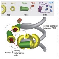 Cell: the “Protein backbone” of the Yeast Telosome