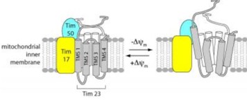 An Important Discovery on Mitochondrion Channels