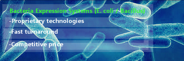 Revealing the Secret of Our Bacteria Expression Systems (E. coli / Bacillus)