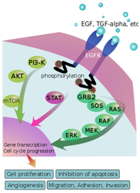 Epidermal Growth Factor Receptor and Its Applications