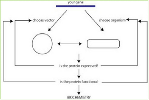 A Reliable Recombinant Proteins Supplier