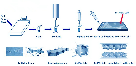 Lipid-based Protein Immobilization—A Novel Membrane Protein Research Tool