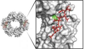 Biomolecular Finding: New Toxic-antitoxic System May Help to Inspire New Antibiotics