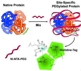 Angewandte Chemie: The New Method to Make Therapeutic Proteins Last Longer