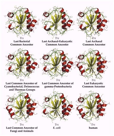 Learn More about Protein Structure Evolution with “Ancient” Proteins