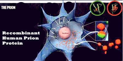 New Finding on Recombinant Human Prion Protein