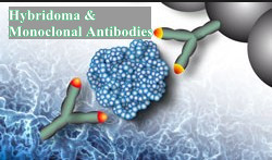 Hybridoma Offers a Powerful Solution for Monoclonal Antibodies