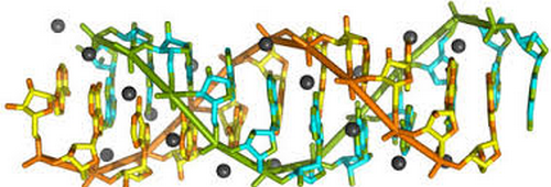Basic Research Confirmed a Rare Structure of RNA